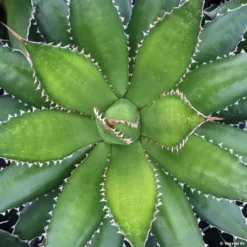 Agave Horrida