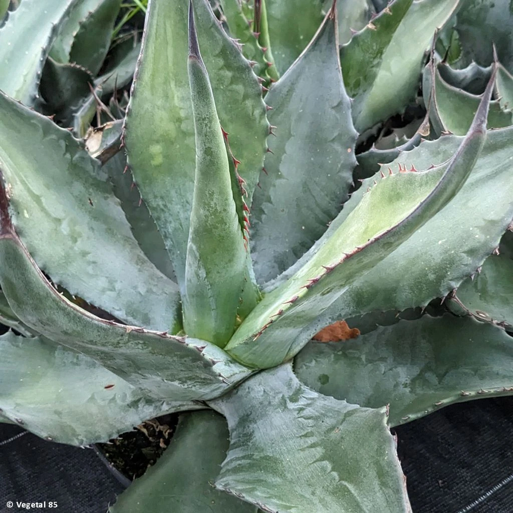 Agave Salmiana - Agave De Salm 1 Agave Salmiana - Agave De Salm