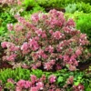 Abelia Magic Daydream