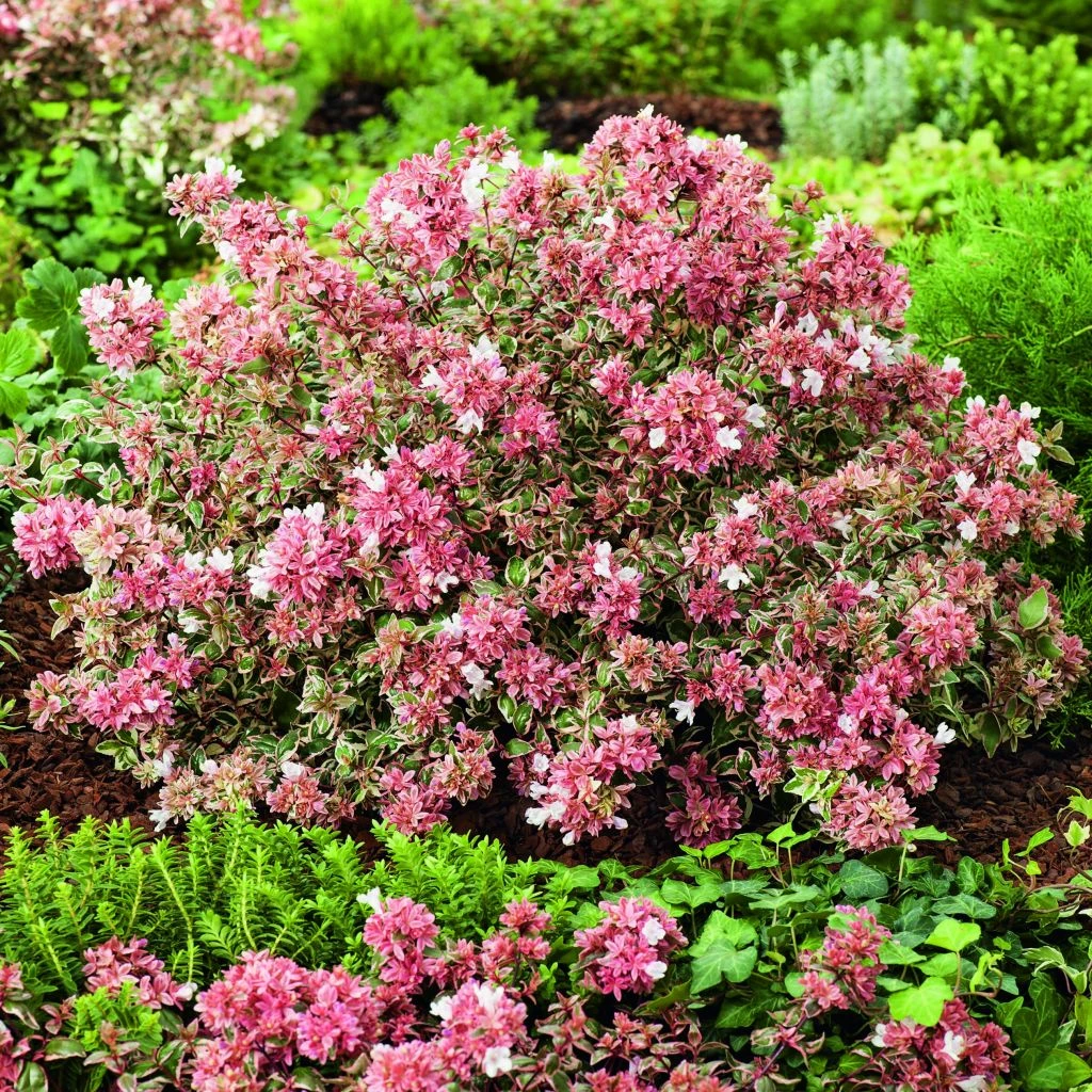Abelia Magic Daydream 1 Abelia Magic Daydream