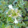 Abelia (x) Grandiflora Happy Daydream