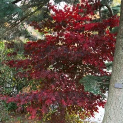 Érable Du Japon - Acer Palmatum Bloodgood
