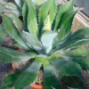 Agave Parryi Neomexicana