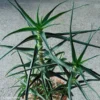 Aloe Striatula - Aloès Arbustif