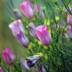 Alyogyne Hakeifolia Melissa Anne - Hibiscus Bleu D'Australie Demie-tige