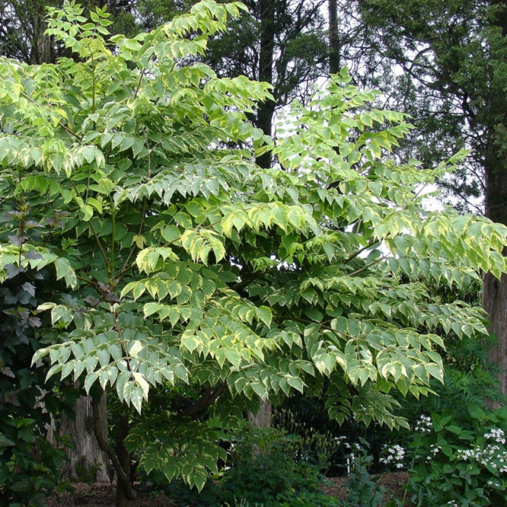 Aralia Elata Golden Umbrella - Angélique En Arbre 1 Aralia Elata Golden Umbrella - Angélique En Arbre