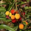 Arbutus Unedo Roselily - Arbousier