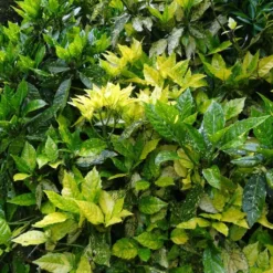 Aucuba Japonica - Laurier Du Japon