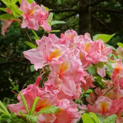 Azalée De Chine Cecile - Azalea Mollis