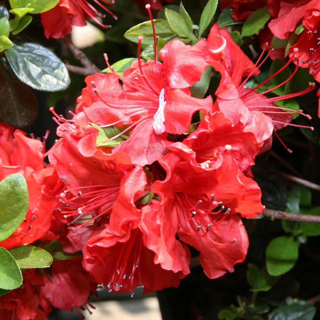 Azalée Japonaise Hot Shot 1 Azalée Japonaise Hot Shot