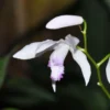 Bletilla Striata Kuchi-beni - Orchidée Jacinthe
