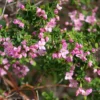 Boronia Crenulata Shark Bay - Boronie à Feuilles Crénelées