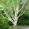 Bouleau Blanc De L'Himalaya - Betula Utilis Var. Jacquemontii 'Doorenbos'