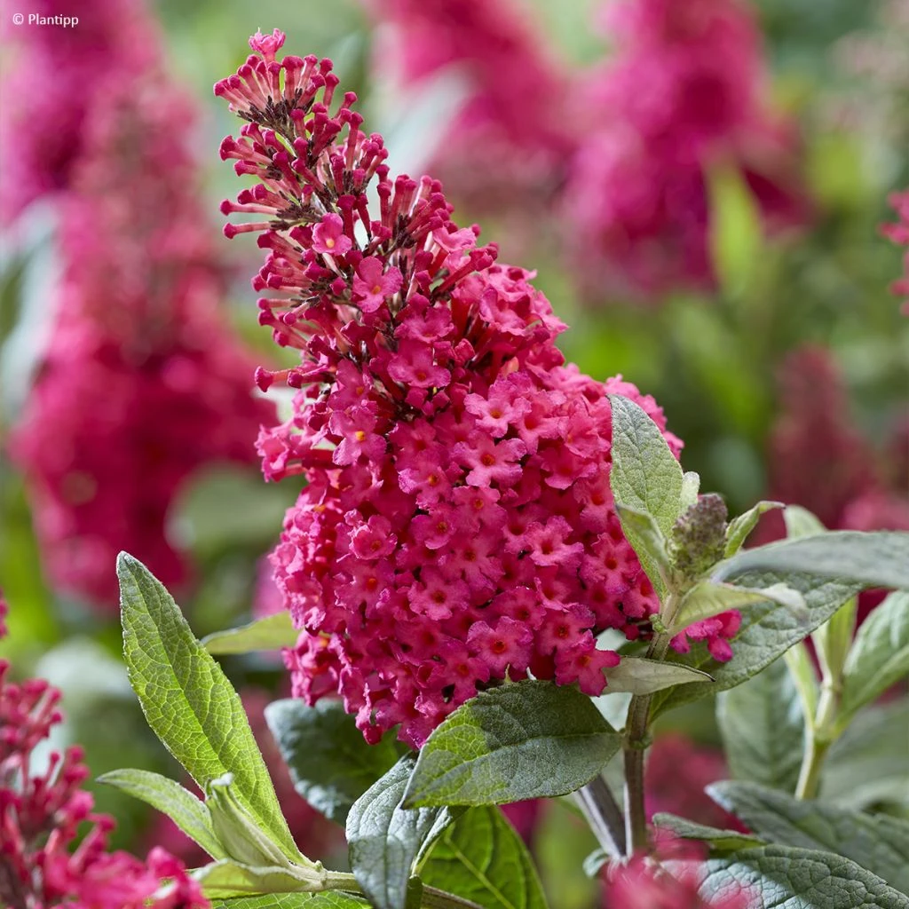 Buddleja Davidii Butterfly Candy Little Ruby - Arbre Aux Papillons Nain 1 Buddleja Davidii Butterfly Candy Little Ruby - Arbre Aux Papillons Nain