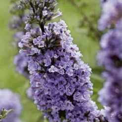 Buddleja High Five Purple - Arbre Aux Papillons