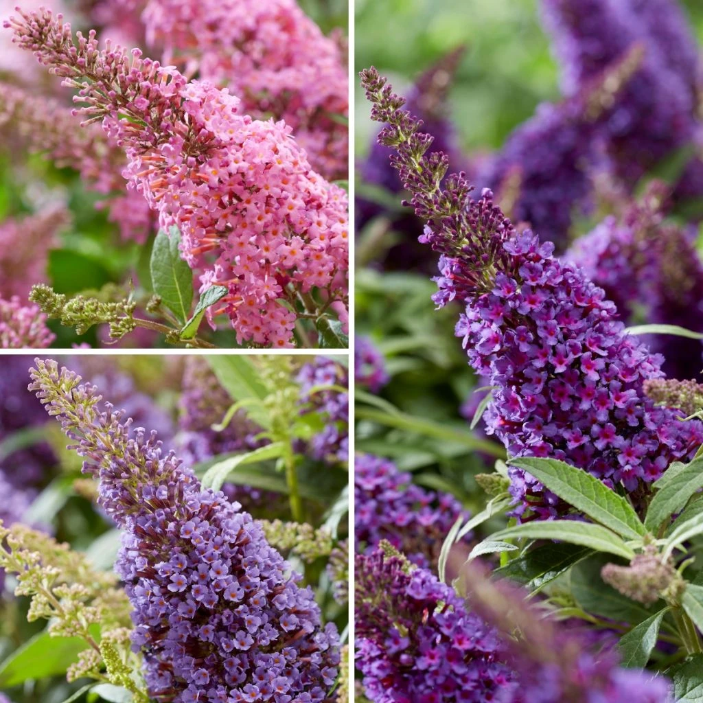 Buddleja Davidii Butterfly Candy Trio Little Purple, Litttle Pink, Little Lila - Arbres Aux Papillons Nains 1 Buddleja Davidii Butterfly Candy Trio Little Purple, Litttle Pink, Little Lila - Arbres Aux Papillons Nains