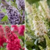 Buddleja Davidii Butterfly Candy Trio Little Sweetheart, White, Little Ruby - Arbres à Papillons Nains
