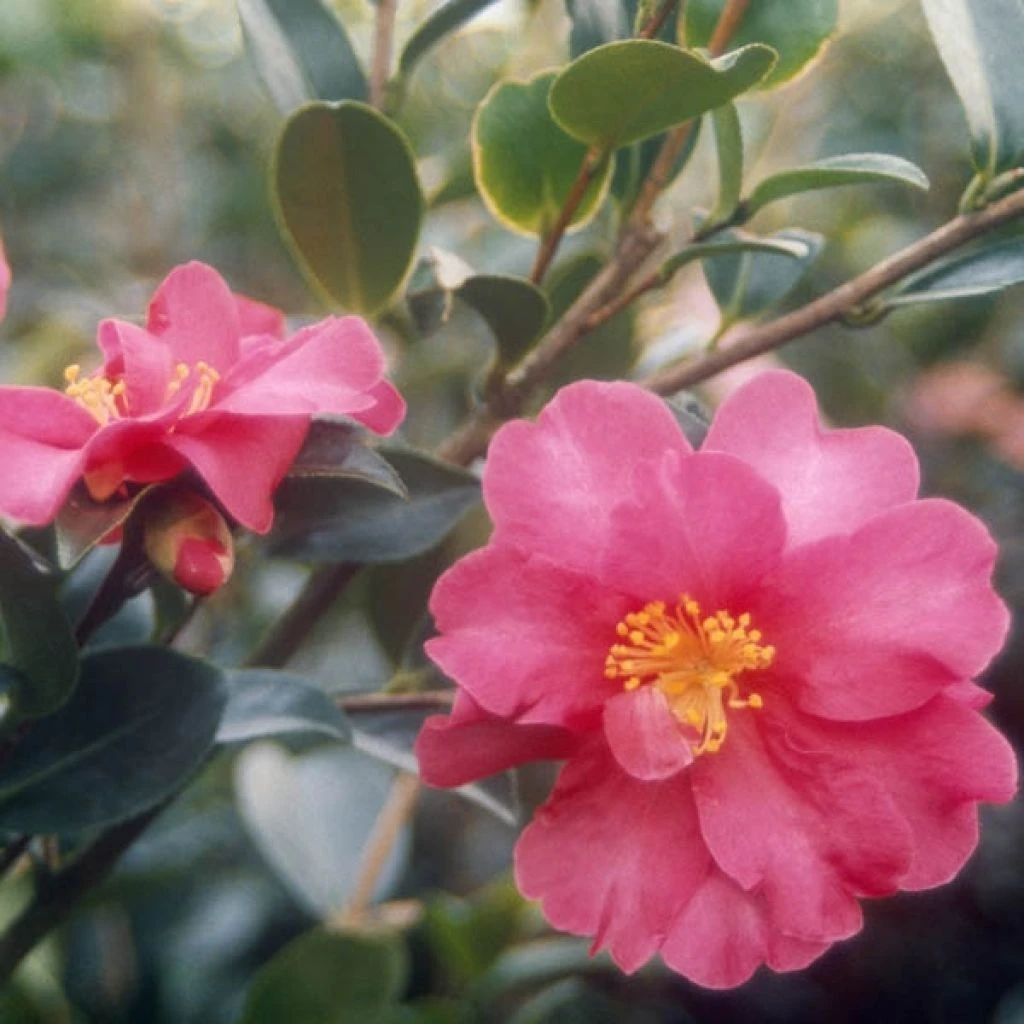 Camélia D'automne - Camellia Sasanqua Kanjiro 1 Camélia D'automne - Camellia Sasanqua Kanjiro