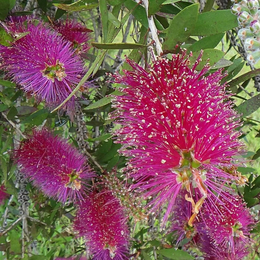 Callistemon Citrinus Burgundy - Rince Bouteille 1 Callistemon Citrinus Burgundy - Rince Bouteille