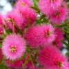 Callistemon Viminalis Bright Pink - Rince Bouteille Pleureur