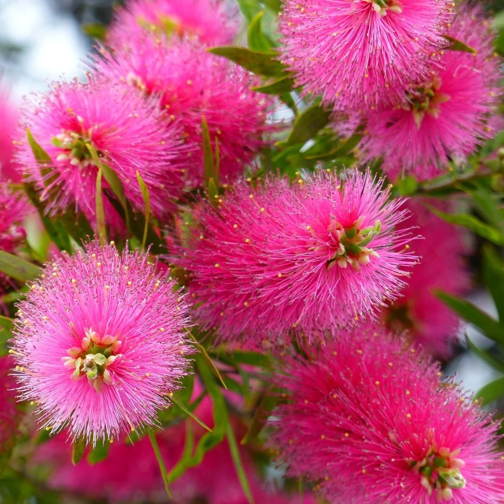 Callistemon Viminalis Bright Pink - Rince Bouteille Pleureur 1 Callistemon Viminalis Bright Pink - Rince Bouteille Pleureur