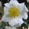 Camélia D'automne - Camellia Sasanqua Setsugekka