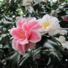 Camélia Lady Vansittart - Camellia Japonica