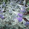 Caryopteris Clandonensis Sterling Silver - Spirée Bleue