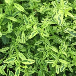 Céanothe Impressus Lemon & Lime - Lilas De Californie