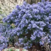 Céanothe Impressus Puget Blue - Lilas De Californie