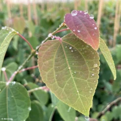 Cercidiphyllum Japonicum Glowball - Arbre à Caramel
