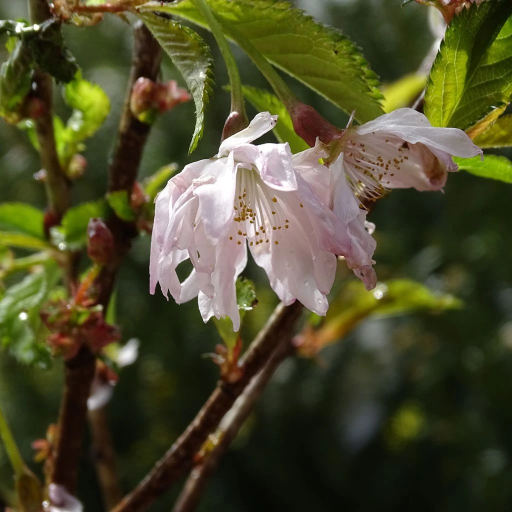 Cerisier à Fleurs Du Japon Nain - Prunus Incisa Oshidori 1 Cerisier à Fleurs Du Japon Nain - Prunus Incisa Oshidori
