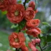 Cognassier Du Japon - Chaenomeles Speciosa Mango Storm