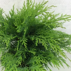 Cyprès De Lawson - Chamaecyparis Lawsoniana Mini Globus