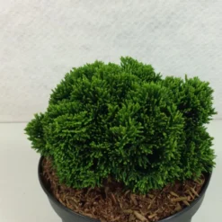 Faux Cyprès Du Japon - Chamaecyparis Obtusa Juniperoides