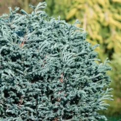 Chamaecyparis Pisifera Blue Moon - Cyprès Sawara