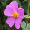 Cistus Creticus - Ciste De Crète