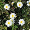 Ciste Obtusifolius - Cistus Obtusifolius