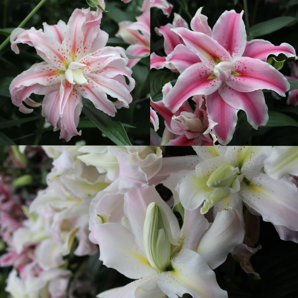 Collection Lis Doubles Parfumés 1 Collection Lis Doubles Parfumés