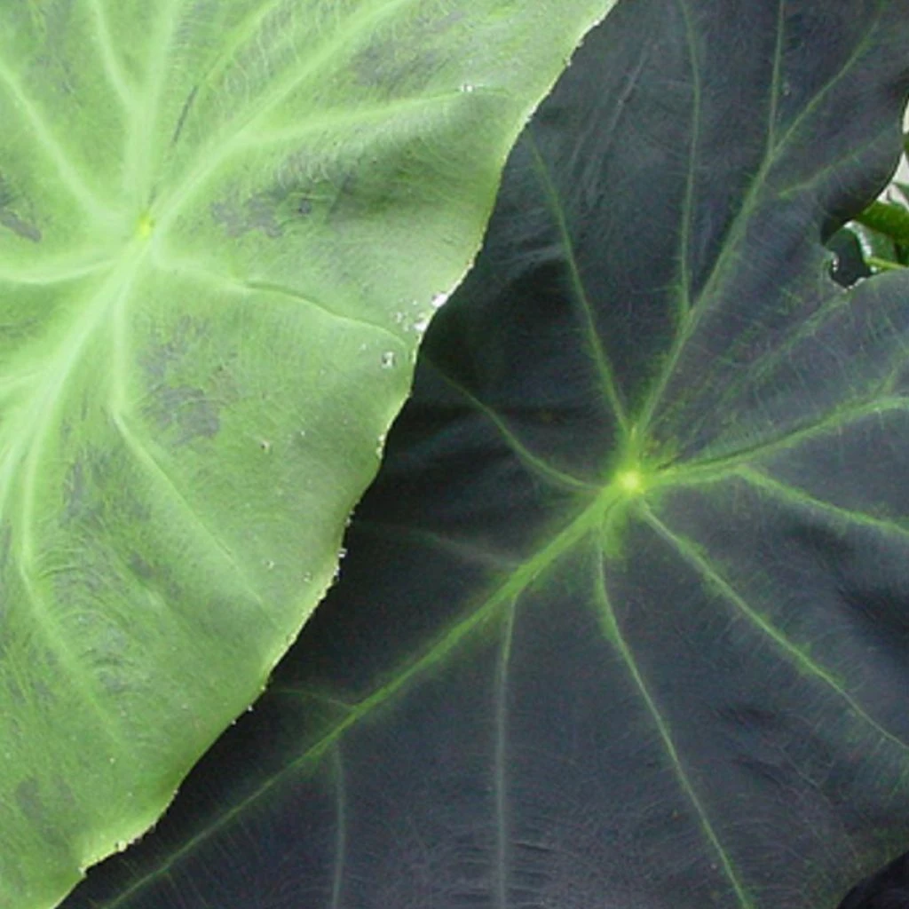 Colocasia Dragon Heart Giant - Oreille D'éléphant 1 Colocasia Dragon Heart Giant - Oreille D'éléphant