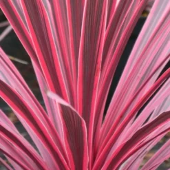Cordyline Australis Sunrise