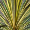 Cordyline Australis Torbay Dazzler