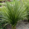 Cordyline Indivisa