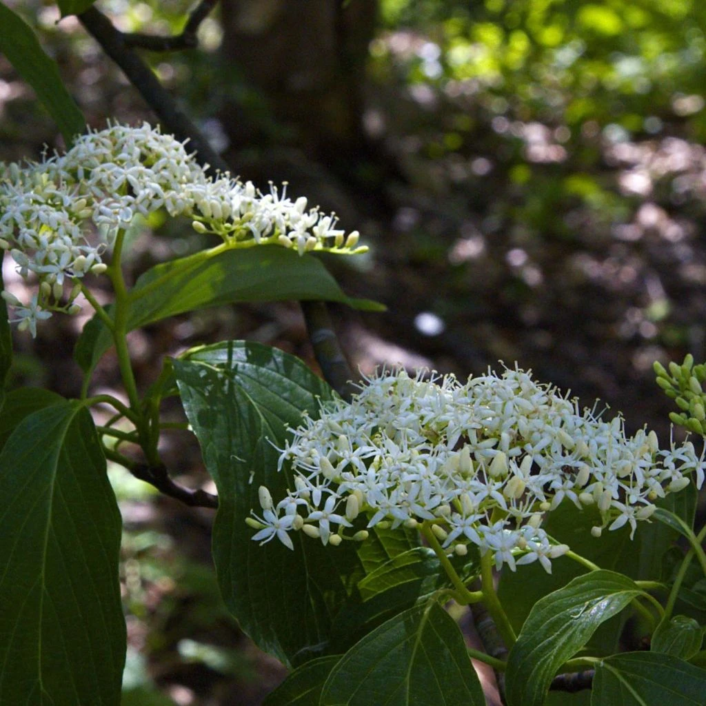 Cornus Controversa - Cornouiller Des Pagodes 1 Cornus Controversa - Cornouiller Des Pagodes
