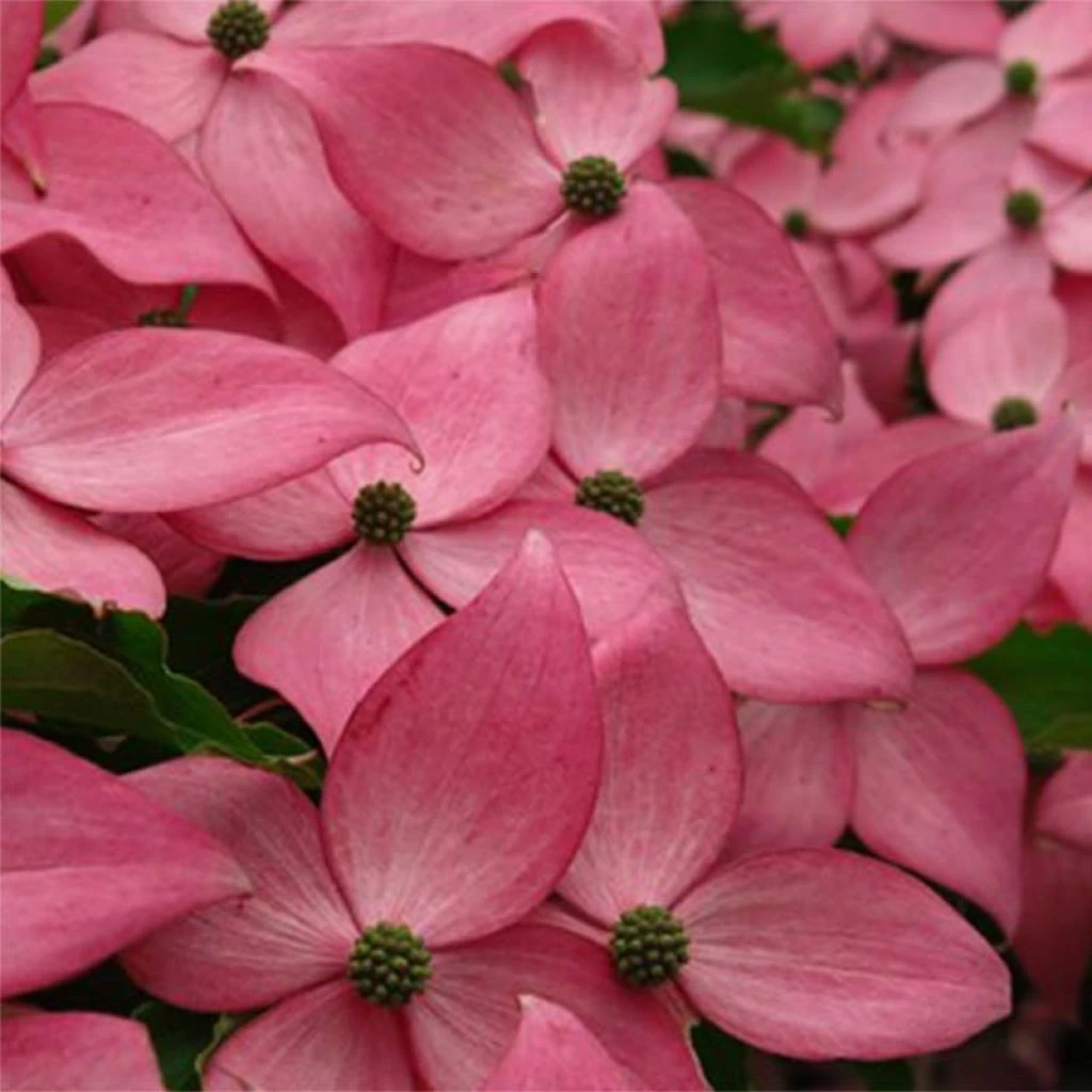 Cornus Kousa Scarlet Fire - Cornouiller Du Japon 1 Cornus Kousa Scarlet Fire - Cornouiller Du Japon