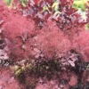 Cotinus Coggygria Winecraft Black - Arbre à Perruque