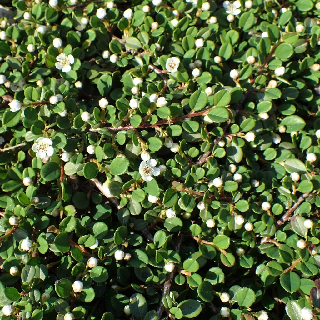 Cotoneaster Congestus 1 Cotoneaster Congestus