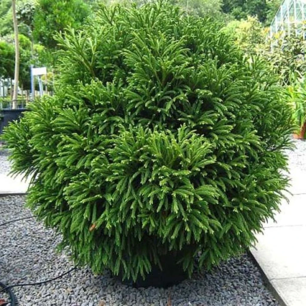 Cèdre Du Japon Globosa Nana - Cryptomeria Japonica 1 Cèdre Du Japon Globosa Nana - Cryptomeria Japonica