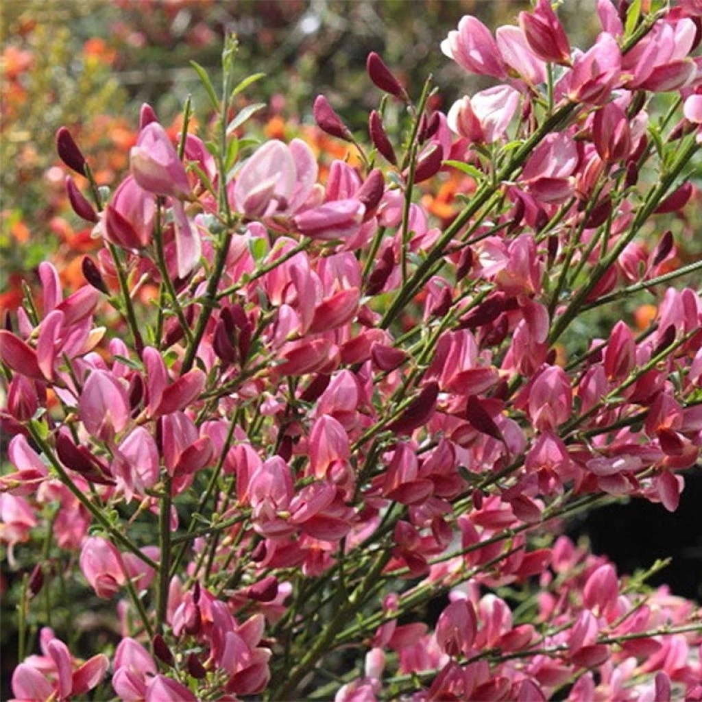 Genêt - Cytisus Hollandia 1 Genêt - Cytisus Hollandia
