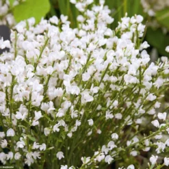 Genêt Précoce - Cytisus Praecox Albus